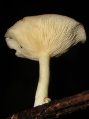 Leucopaxillus gracillimus