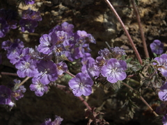 Phacelia vallis-mortae