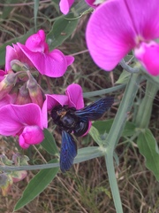 Xylocopa
