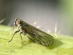 Cixioidea