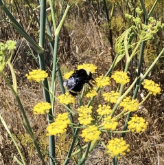 Bombus californicus