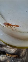 Myrmarachne ichneumon