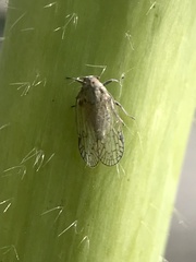 Cixioidea
