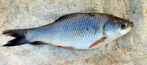 Roho labeo (Labeo rohita) — Cyprinidae — 3