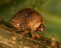 Megacopta laeviventris
