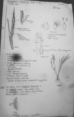 Oropetium villosulum