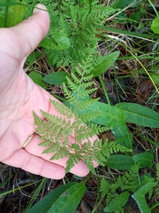 Cystopteris montana