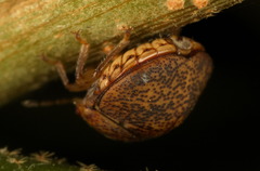 Megacopta laeviventris