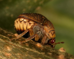 Megacopta laeviventris