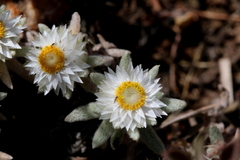 Helichrysum cerastioides