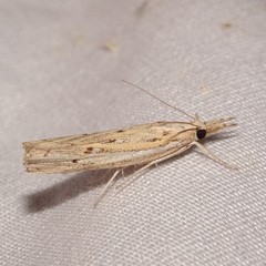 Fissicrambus quadrinotellus