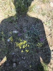 Bupleurum bicaule