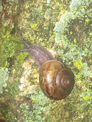 Helminthoglypta petricola