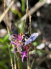 Triepeolus rufithorax