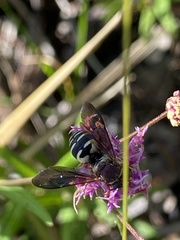 Triepeolus rufithorax