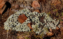 Helichrysum cerastioides