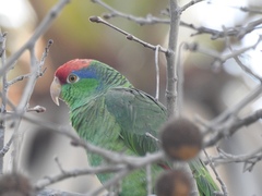 Amazona viridigenalis