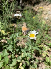 Coenonympha