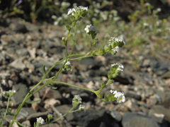 Cryptantha utahensis