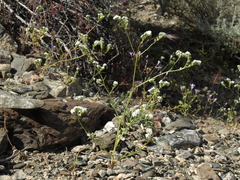 Cryptantha utahensis