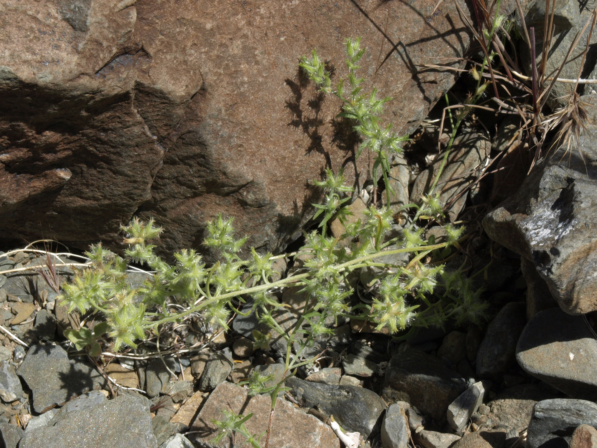 Cryptantha nevadensis