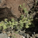 Cryptantha nevadensis - Photo 由 Jim Morefield 所上傳的 (c) Jim Morefield，保留部份權利CC BY