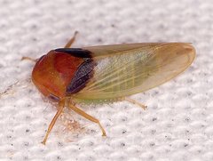 Macropsis basalis