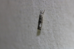Microcrambus minor