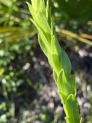 Carphephorus corymbosus