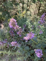Nepeta grandiflora