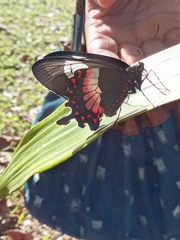 Parides ascanius
