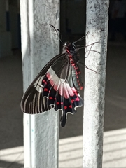 Parides ascanius