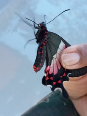 Parides ascanius