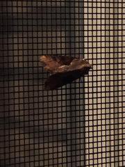 Lateroligia ophiogramma