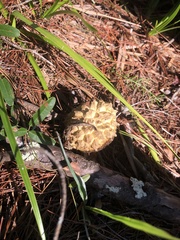 Boletellus ananas image