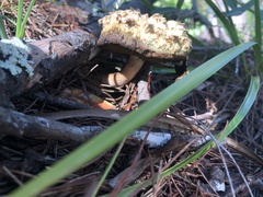 Boletellus ananas image