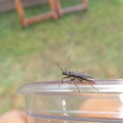 Afronycha albolateralis