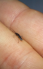 Afronycha albolateralis