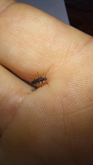 Afronycha albolateralis