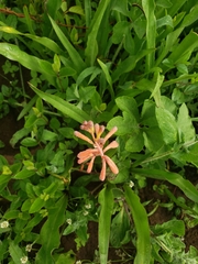 Polianthes geminiflora