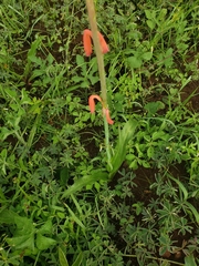 Polianthes geminiflora