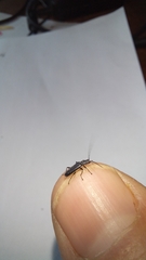 Afronycha albolateralis