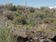 Delphinium parishii parishii