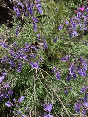 Teucrium orientale