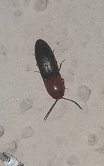Anchastus bicolor
