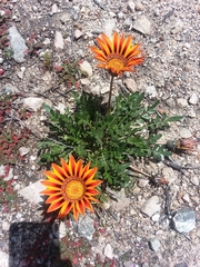 Gazania linearis