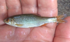 Petroleuciscus borysthenicus