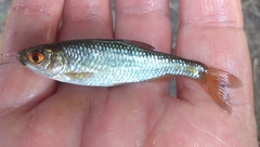 Petroleuciscus borysthenicus