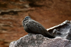 Petrophassa rufipennis