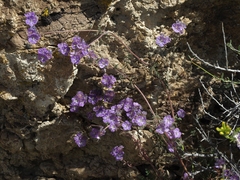 Phacelia vallis-mortae